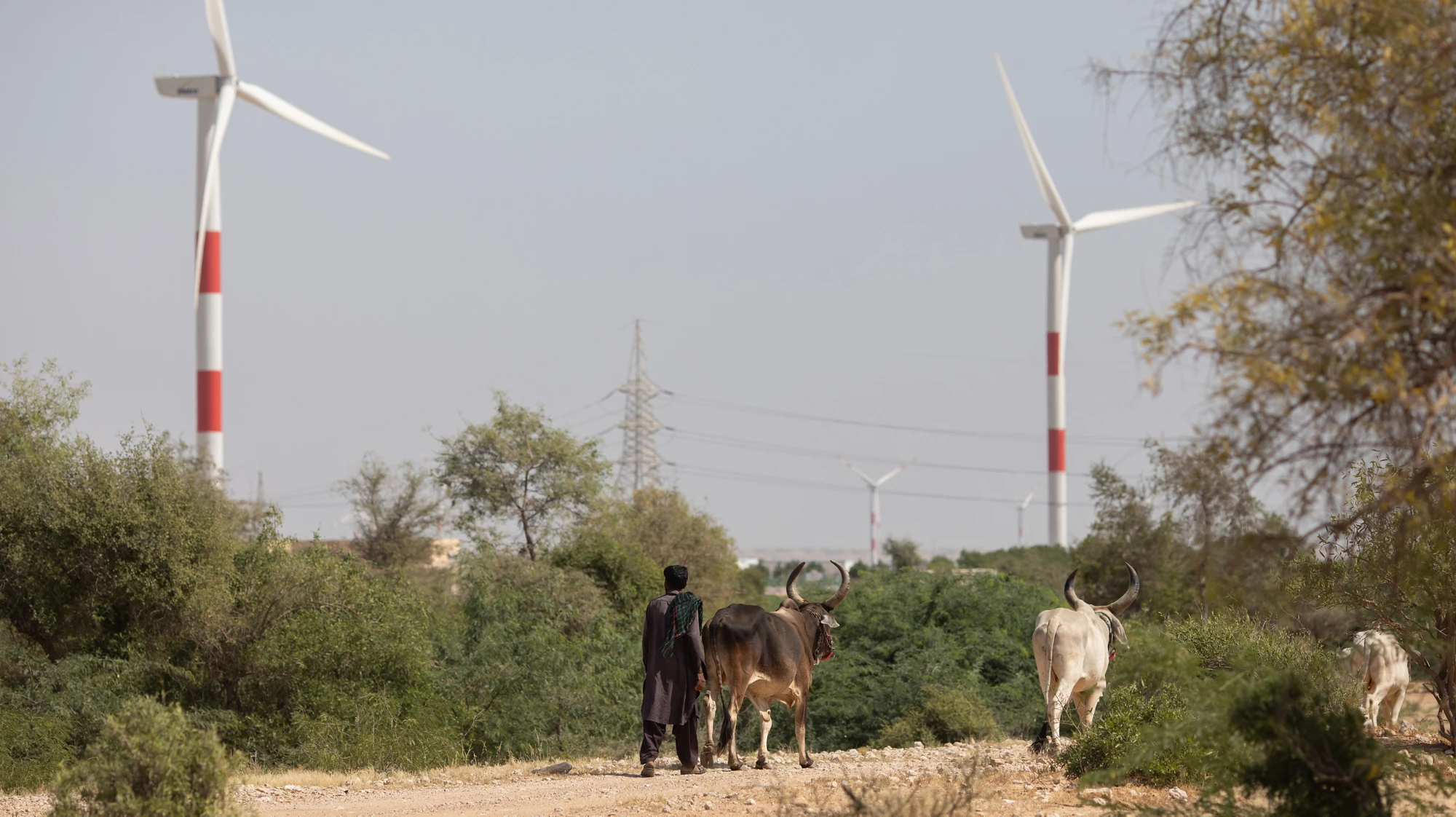 Farmer in Pakistan