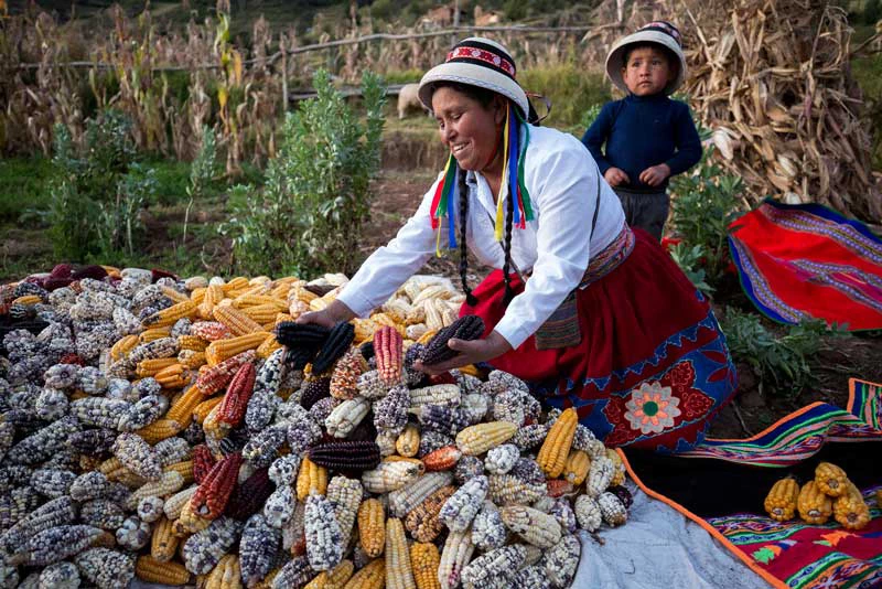 Rosario Huaman works in her corn field with her grandson Tiago Pariona in Acpitan. Photo: Dominic Chavez/IFC